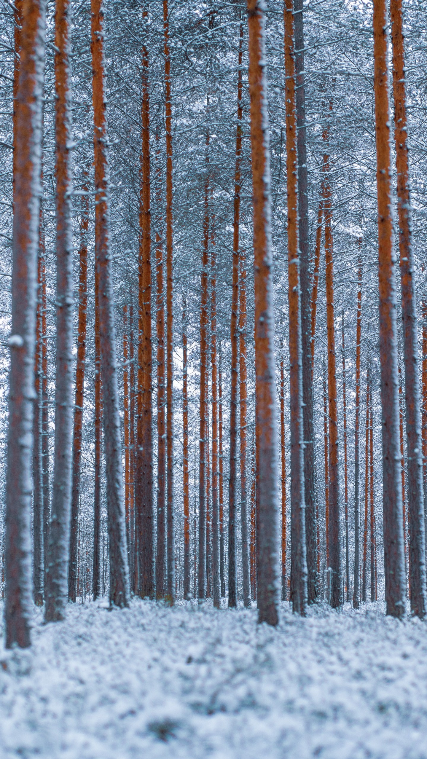 Обои лес, деревья, зима, снег, минимализм на телефон скачать бесплатно