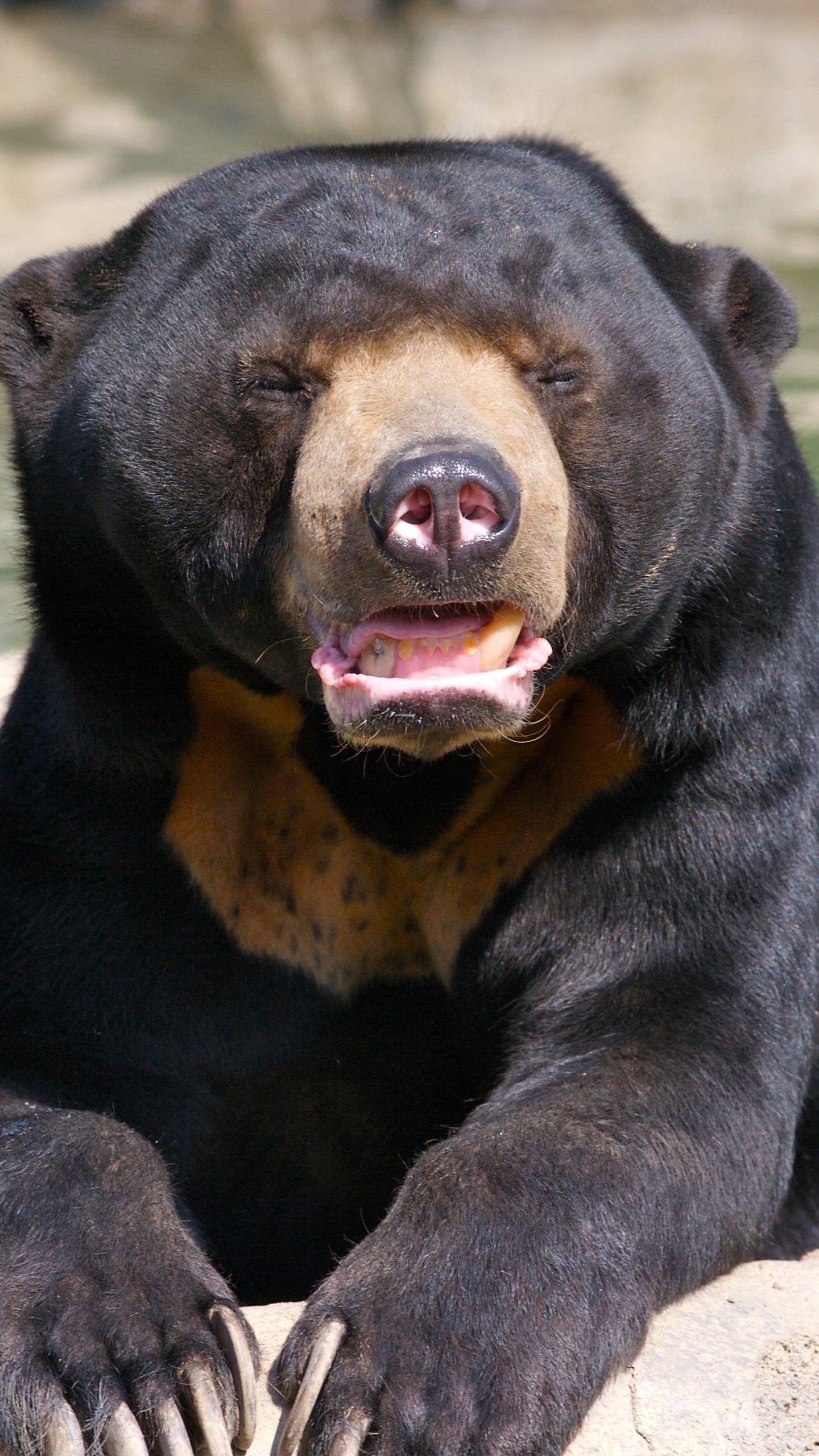 Какой нос у медведя. Медведь. Морда медведя. Медведь коричневый. Узкоглазый медведь.