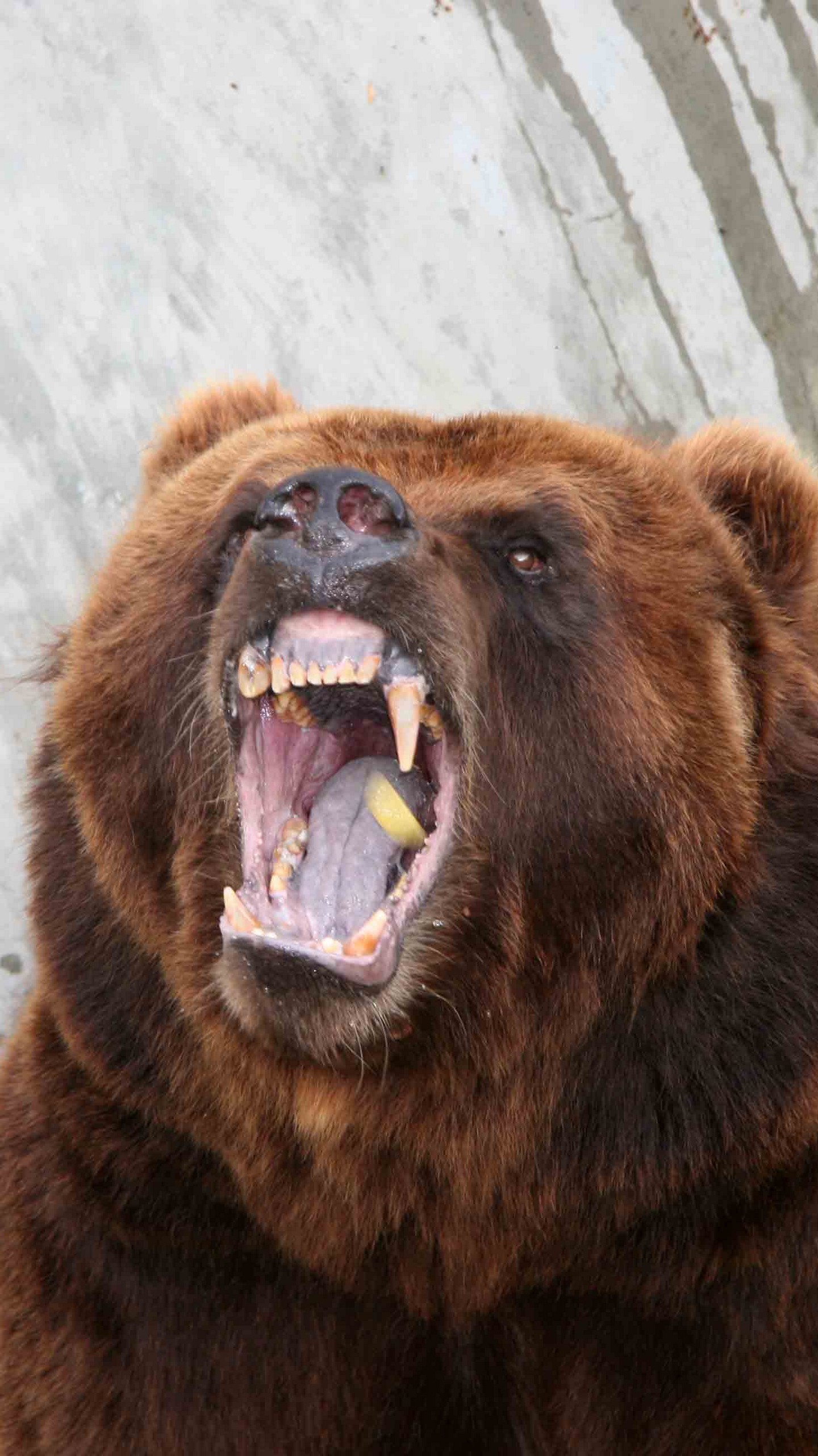 Разъярил медведя. Грозный бурый медведь. Медведь Гризли злой. Грозный медведь Гризли. Медведь Гризли оскал.