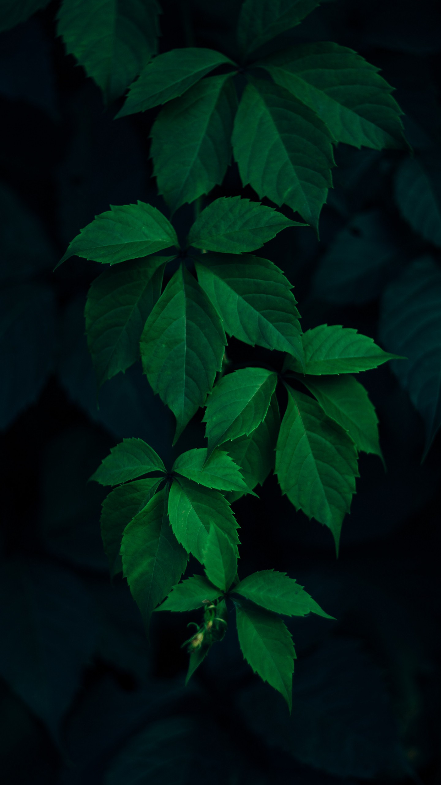 Обои на телефон листья, зеленый, ветки, темный фон - скачать бесплатно в  высоком качестве из категории Природа