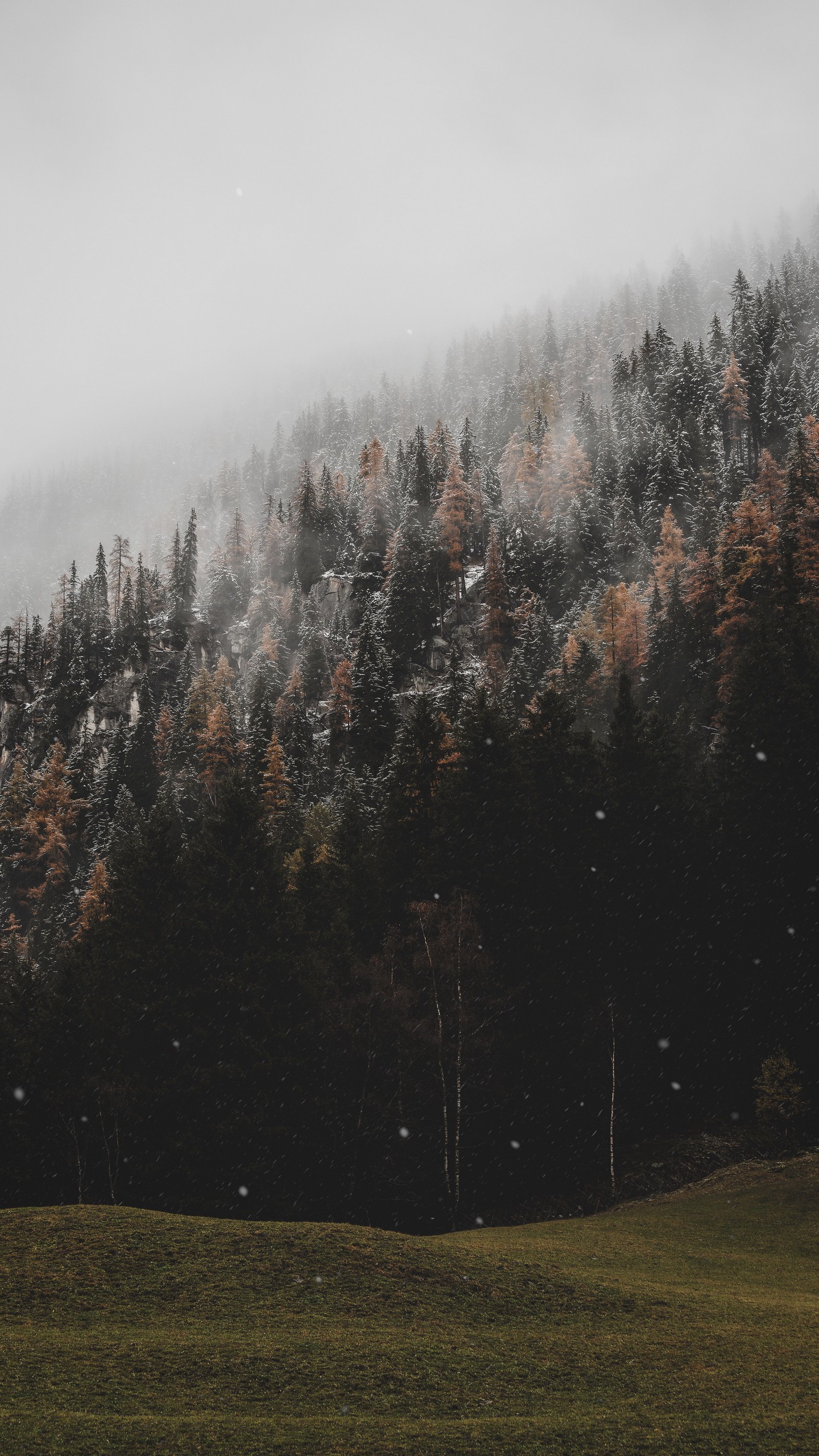 Обои лес, деревья, хвойный, снегопад, снег, склон на телефон скачать бесплатно