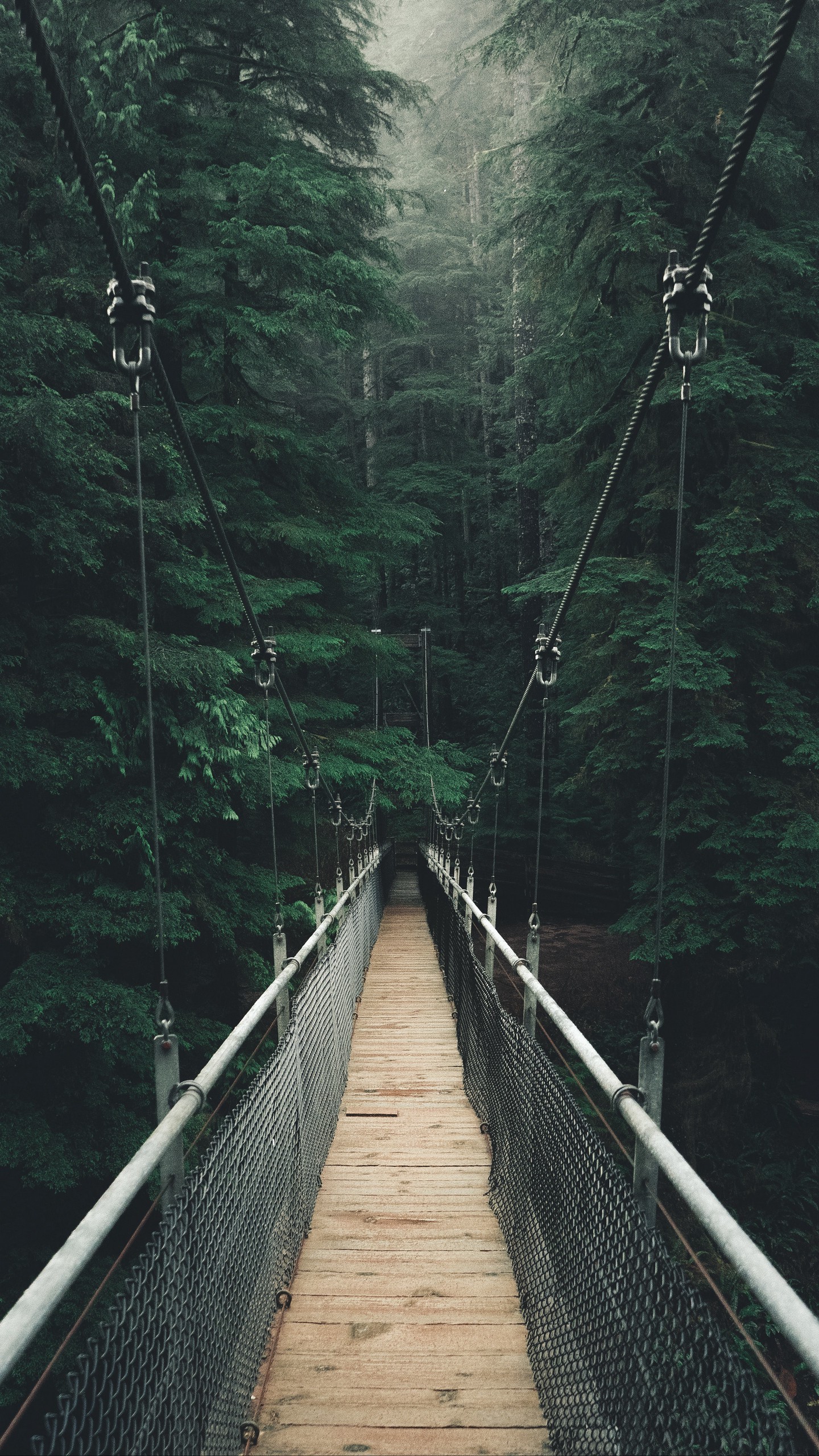 Обои мост, лес, туман, подвесной мост, канатный мост на телефон скачать бесплатно