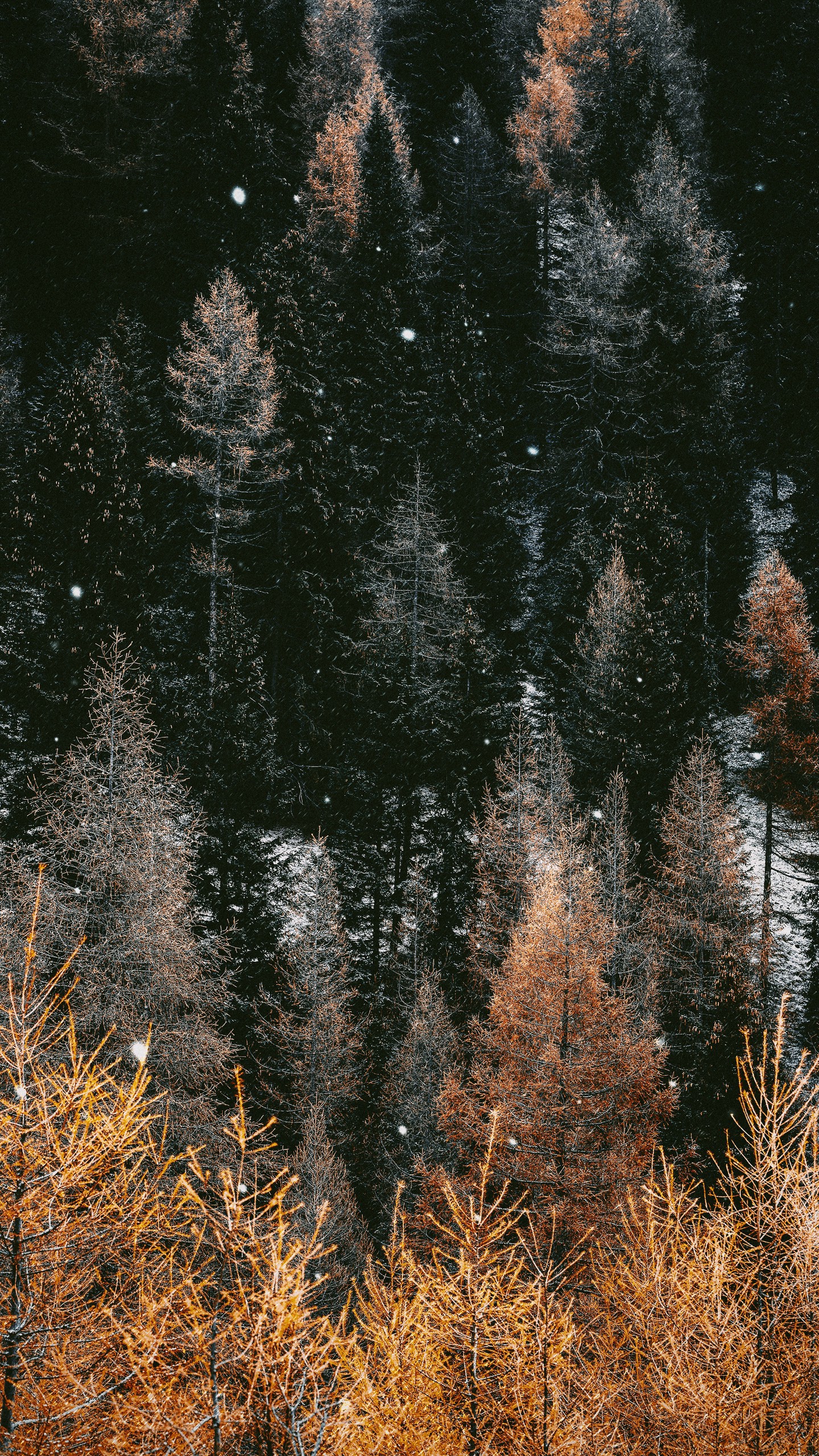 Обои деревья, лес, зима, снег, снегопад на телефон скачать бесплатно