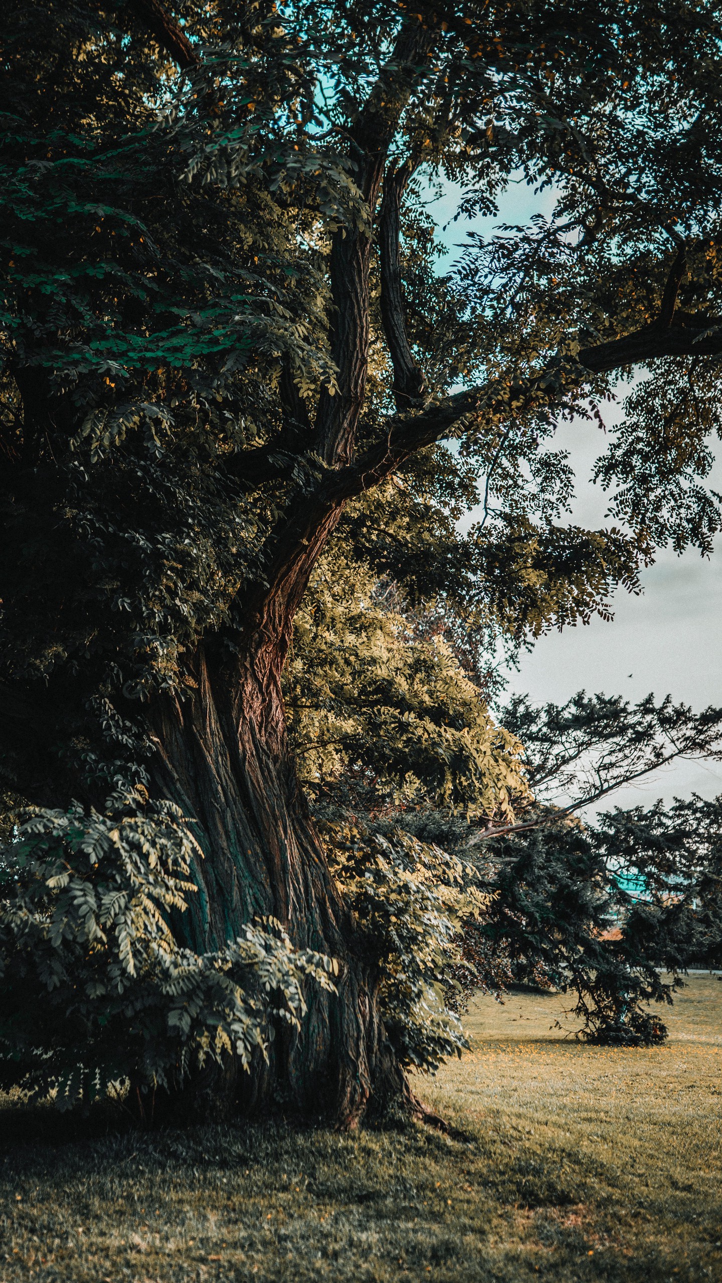 Акация Фото Дерева И Листьев