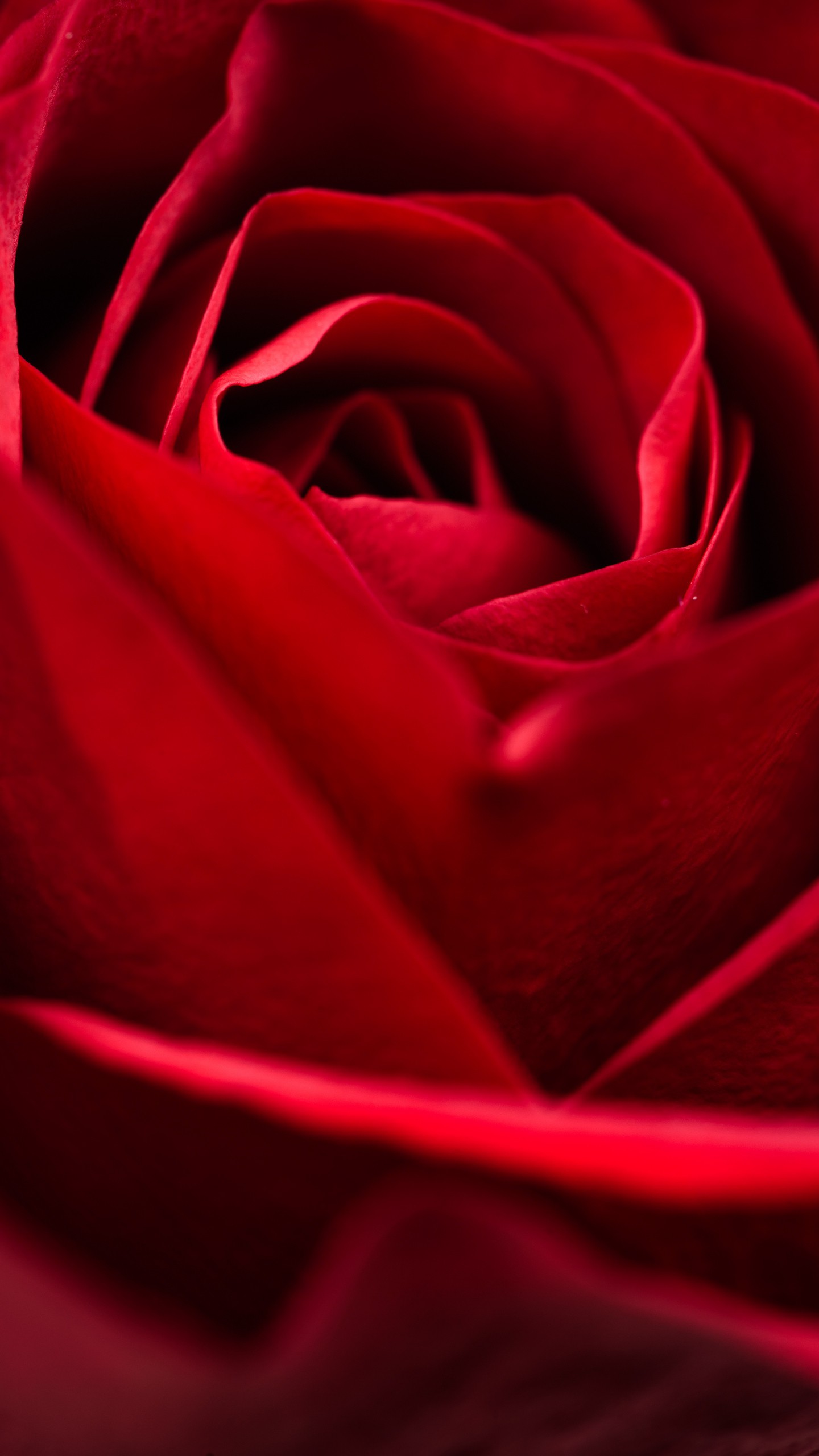 Обои роза, красная, крупный план, лепестки, цветок, макро на телефон скачать бесплатно