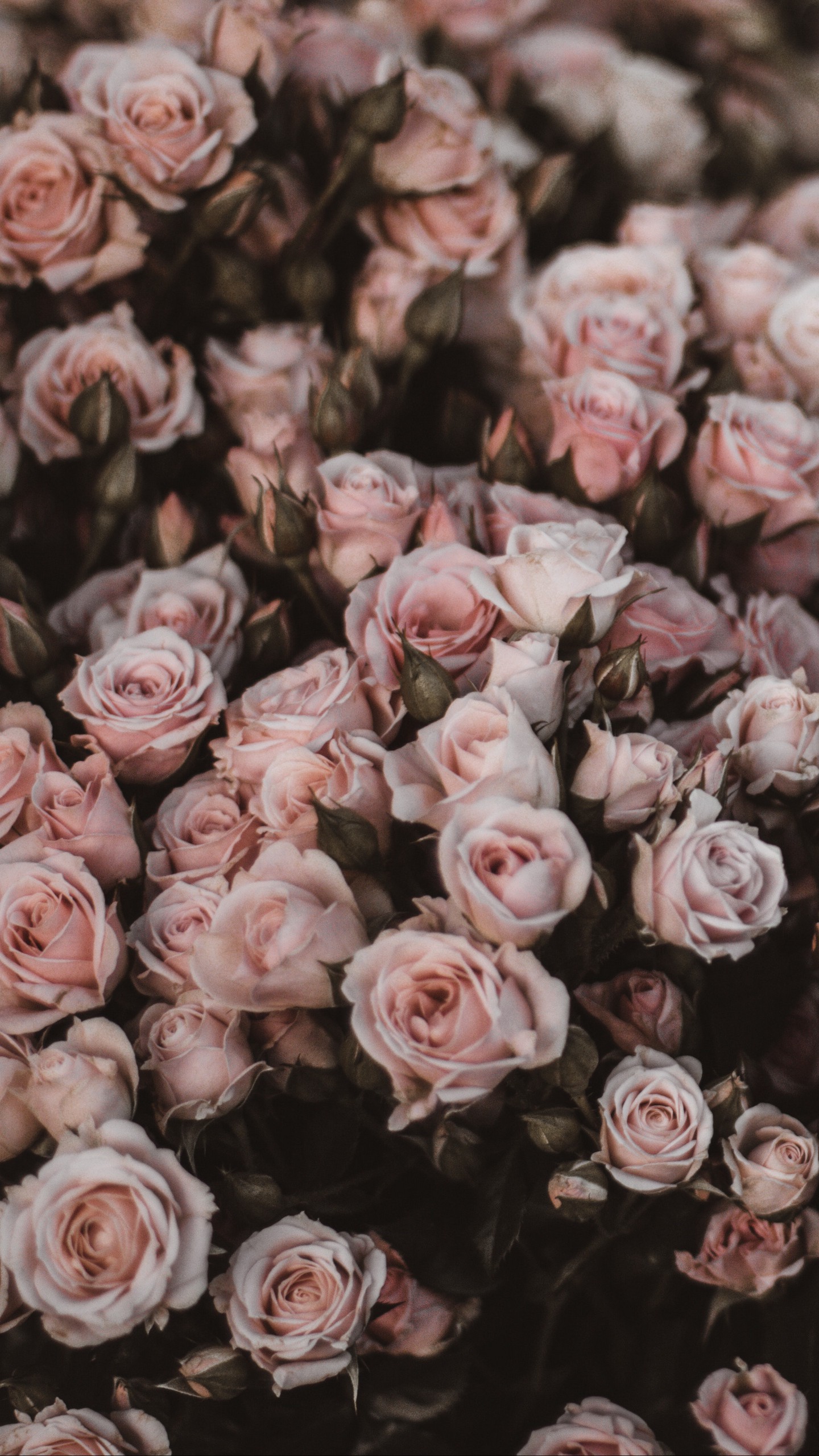 Обои розы, букет, цветы, светло розовый, романтика на телефон скачать бесплатно