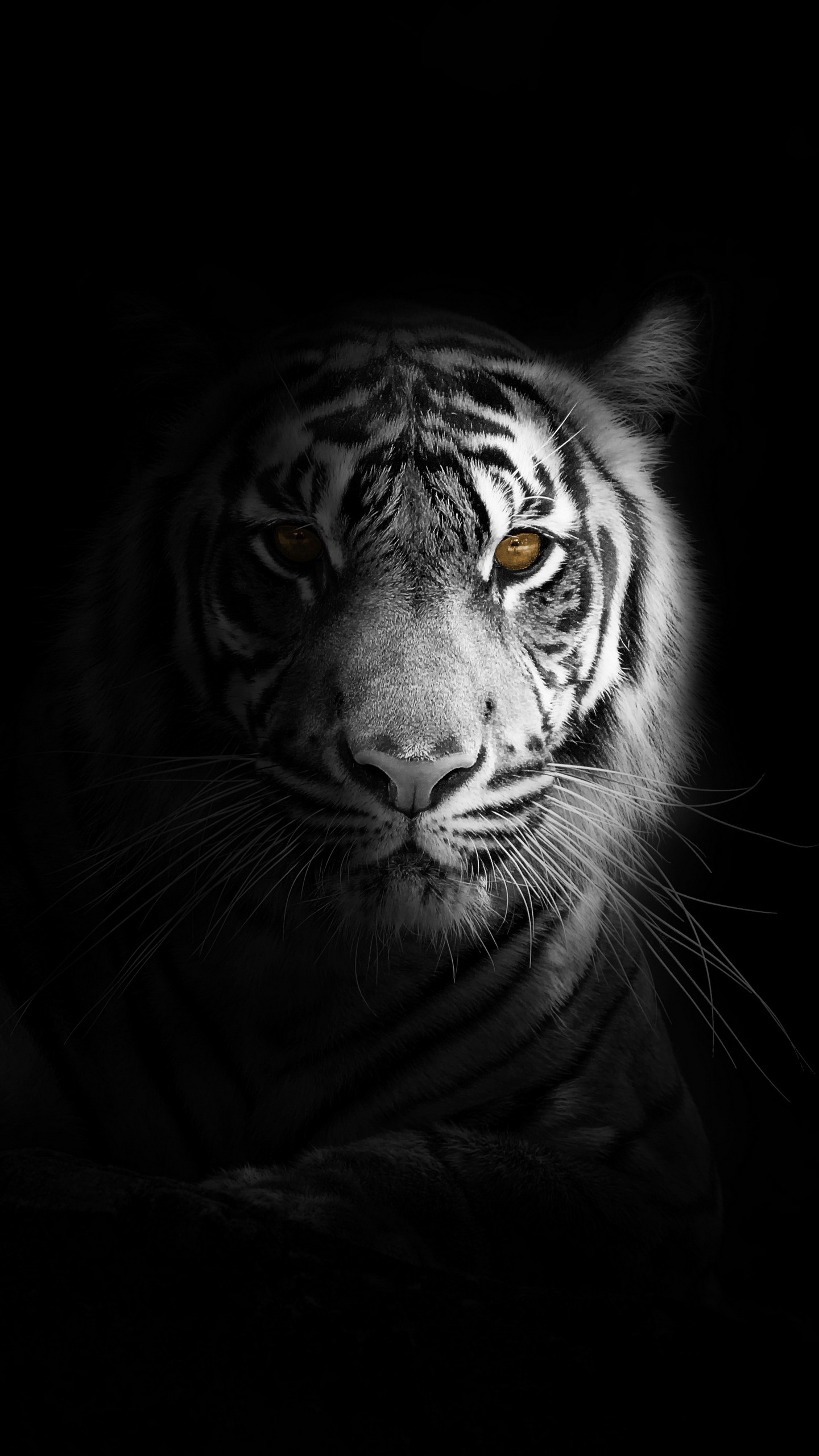 Тигр в темноте обои на телефон