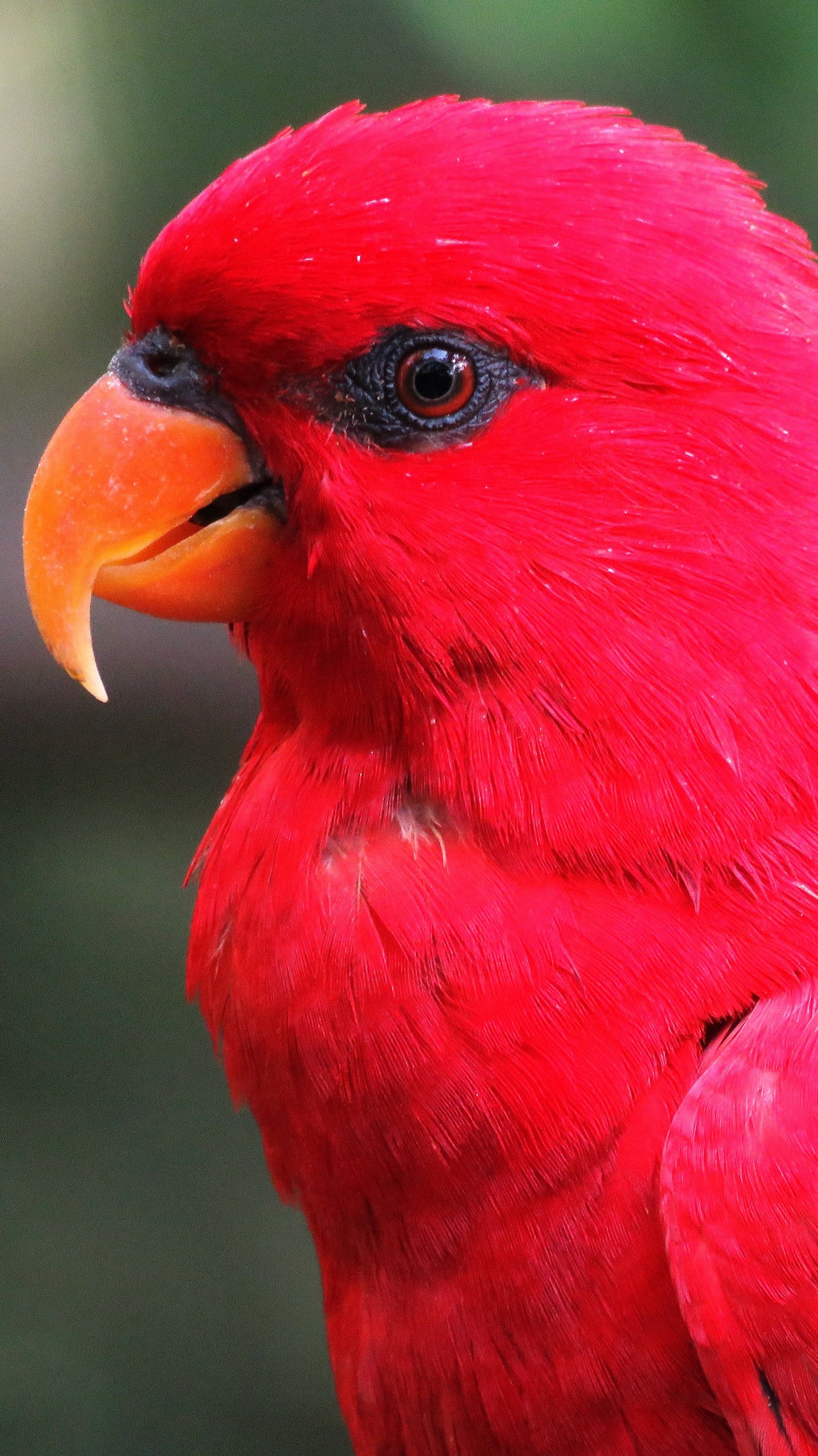 Обои ара, попугай, красный, яркий на телефон скачать бесплатно