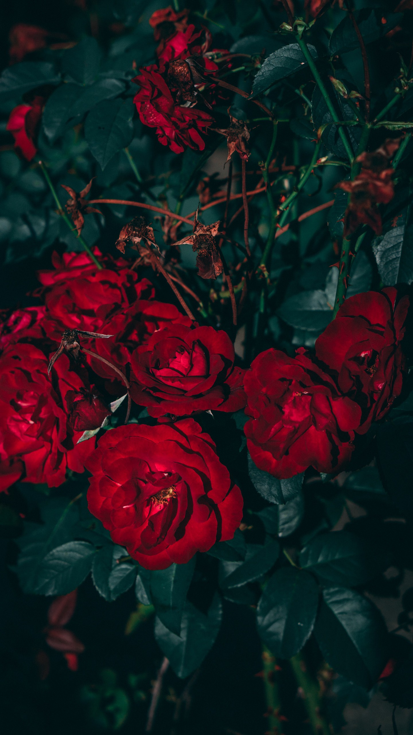 Обои розы, красный, куст, садовый, цветение, листья на телефон скачать бесплатно