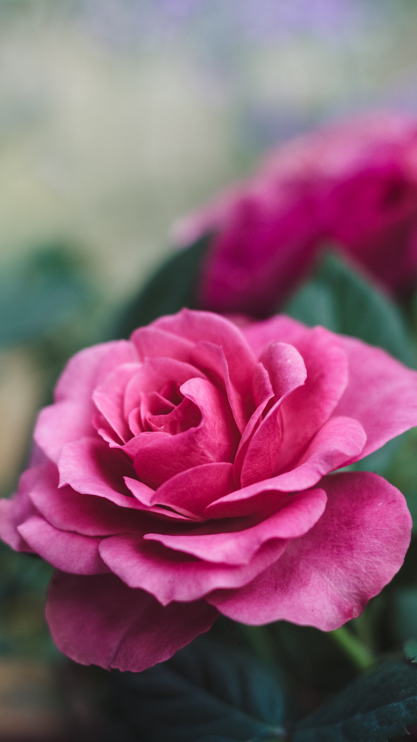 Цветок красной розы на фоне поля ромашек (крупным планом)