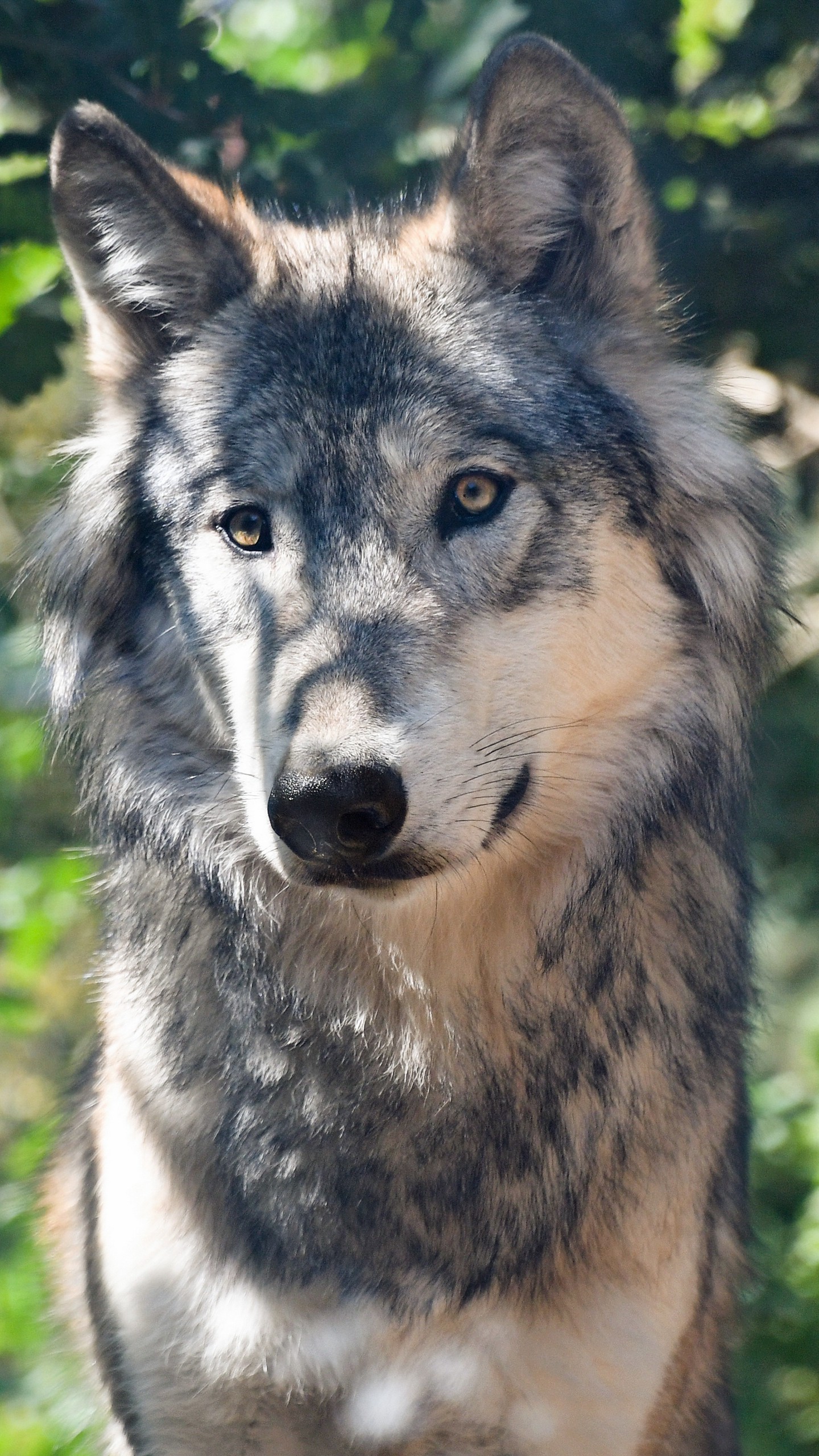 Волков про телефон. Морда волка. Красивый волк. Красивая морда волка. Симпатичный волк.