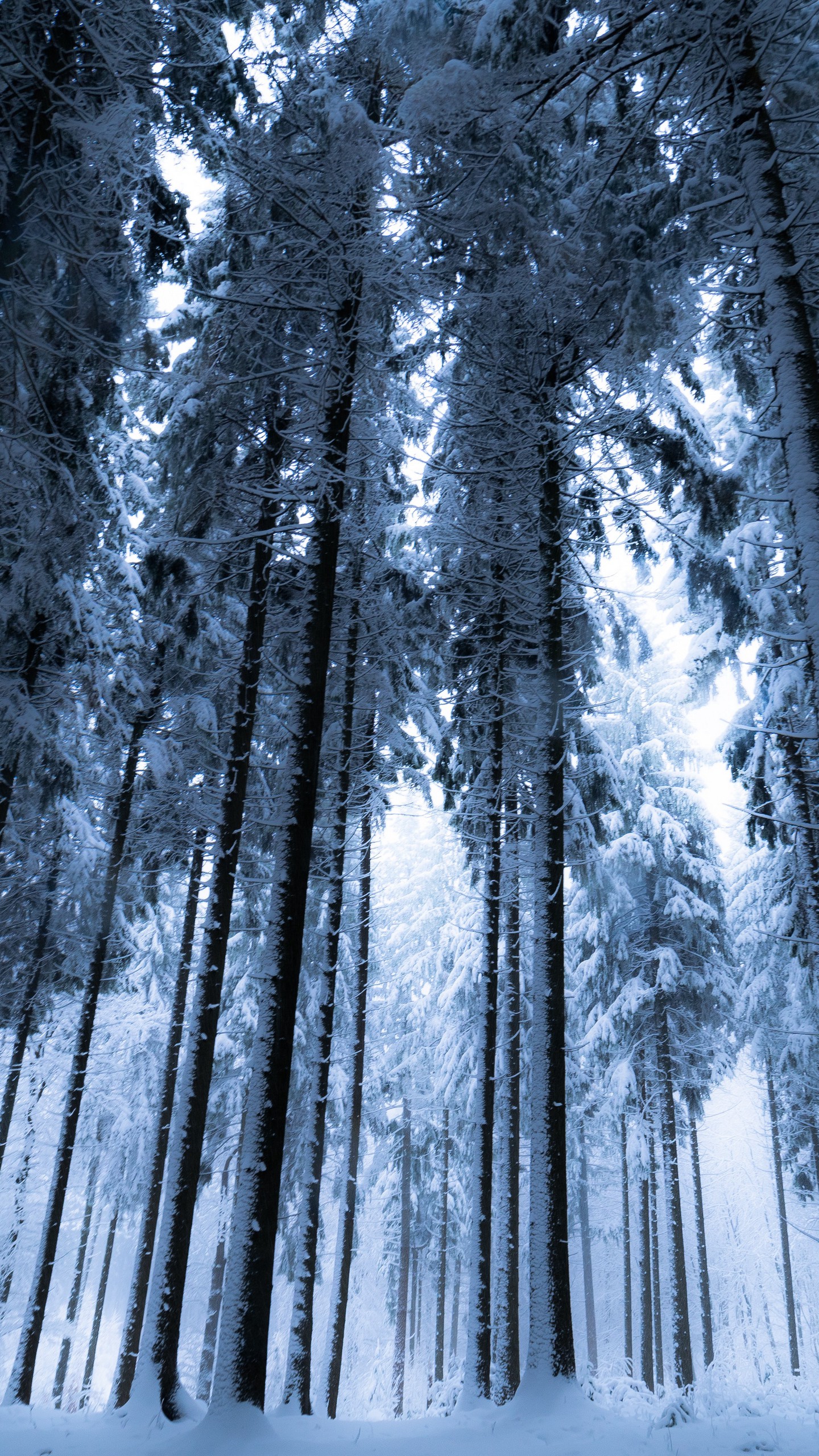 Обои лес, зима, деревья, снег, вид снизу, туман на телефон скачать бесплатно