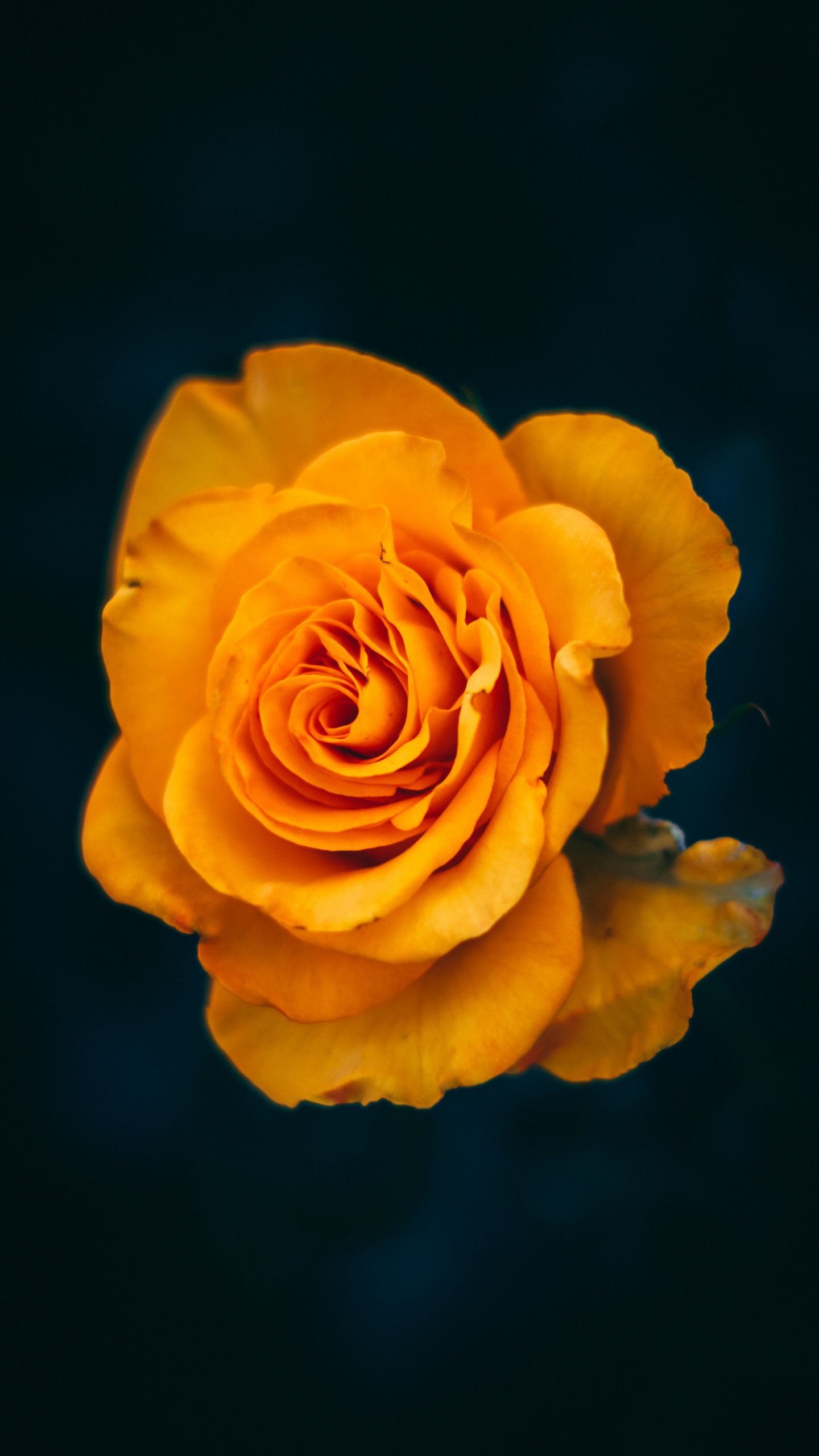 Обои роза, цветок, желтый, цветение, макро, крупный план на телефон скачать бесплатно