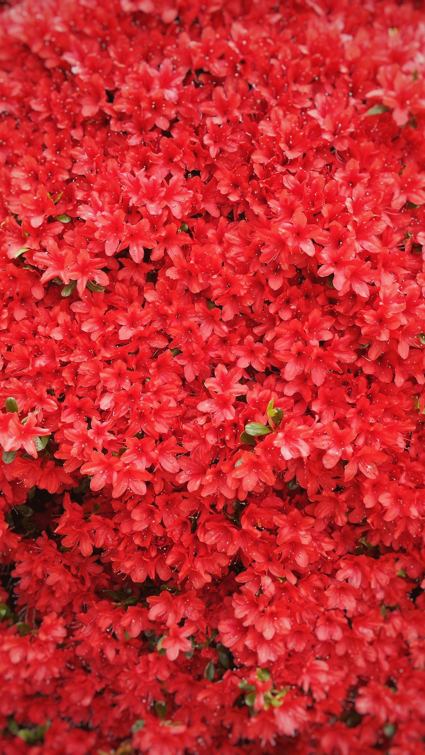 Обои цветы, красный, дерево на телефон скачать бесплатно