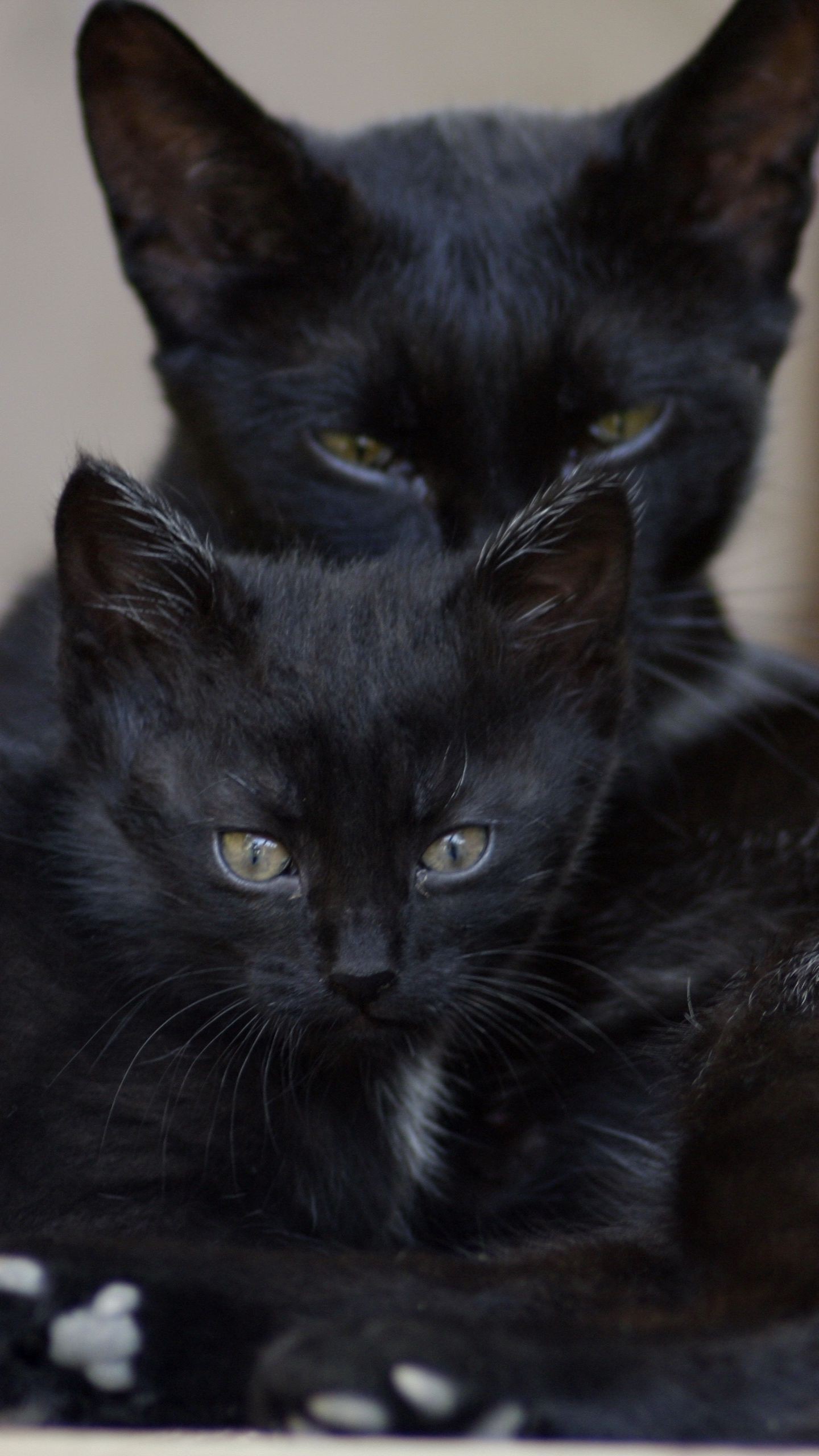 Черная кошка 11. Черная кошка. Черные коты. Кошечка черная. Кашеки черные.