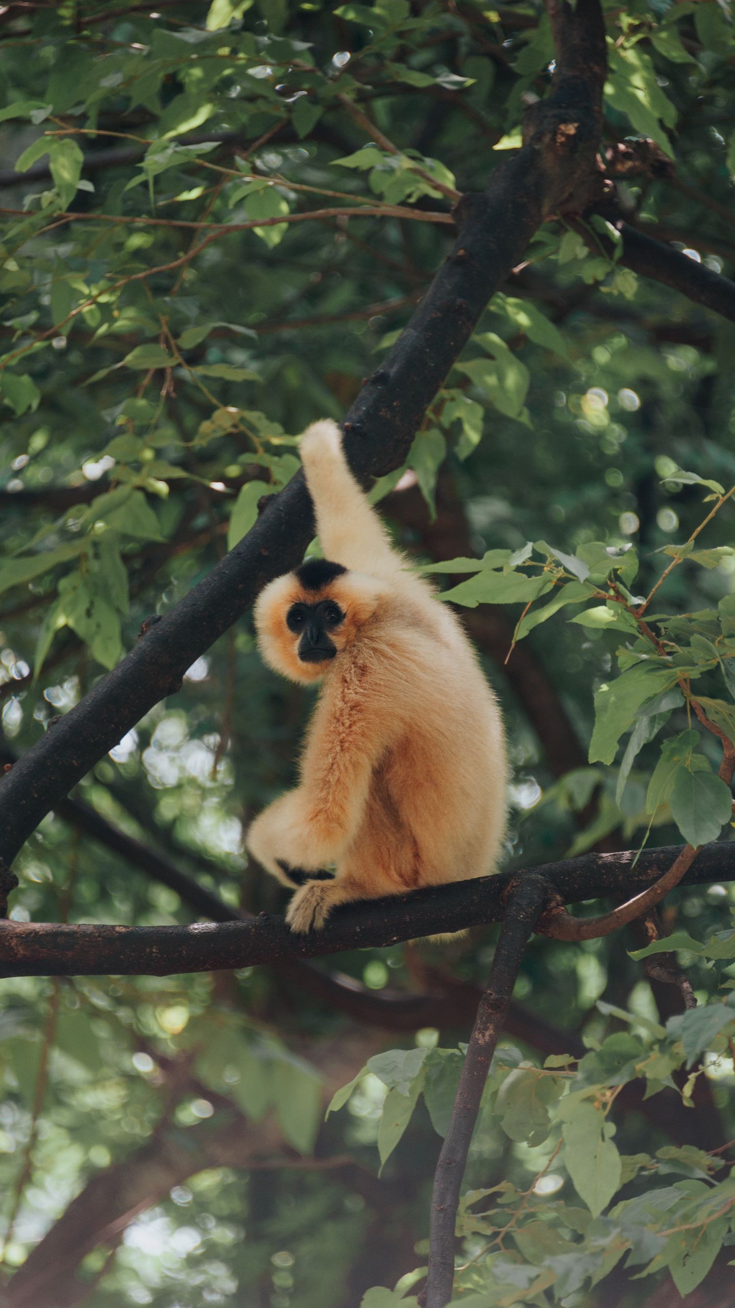 Обои обезьяна, примат, ветки на телефон скачать бесплатно