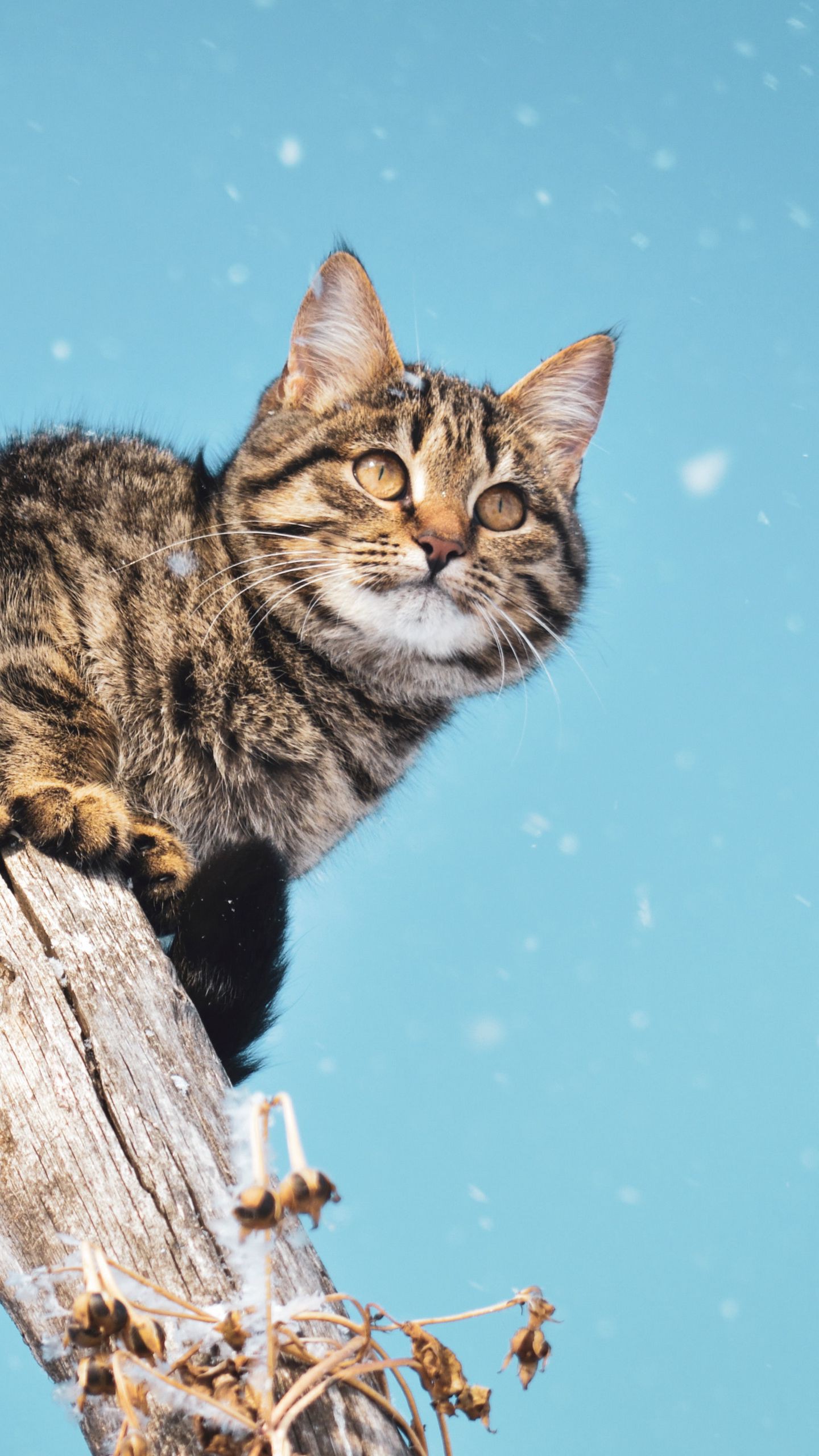Обои кот, снегопад, снег, столб на телефон скачать бесплатно
