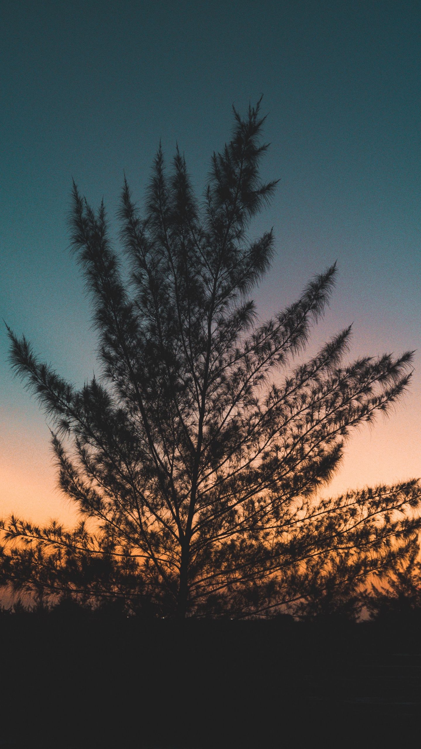Обои дерево, сумерки, вечер, небо, закат, очертания на телефон скачать бесплатно