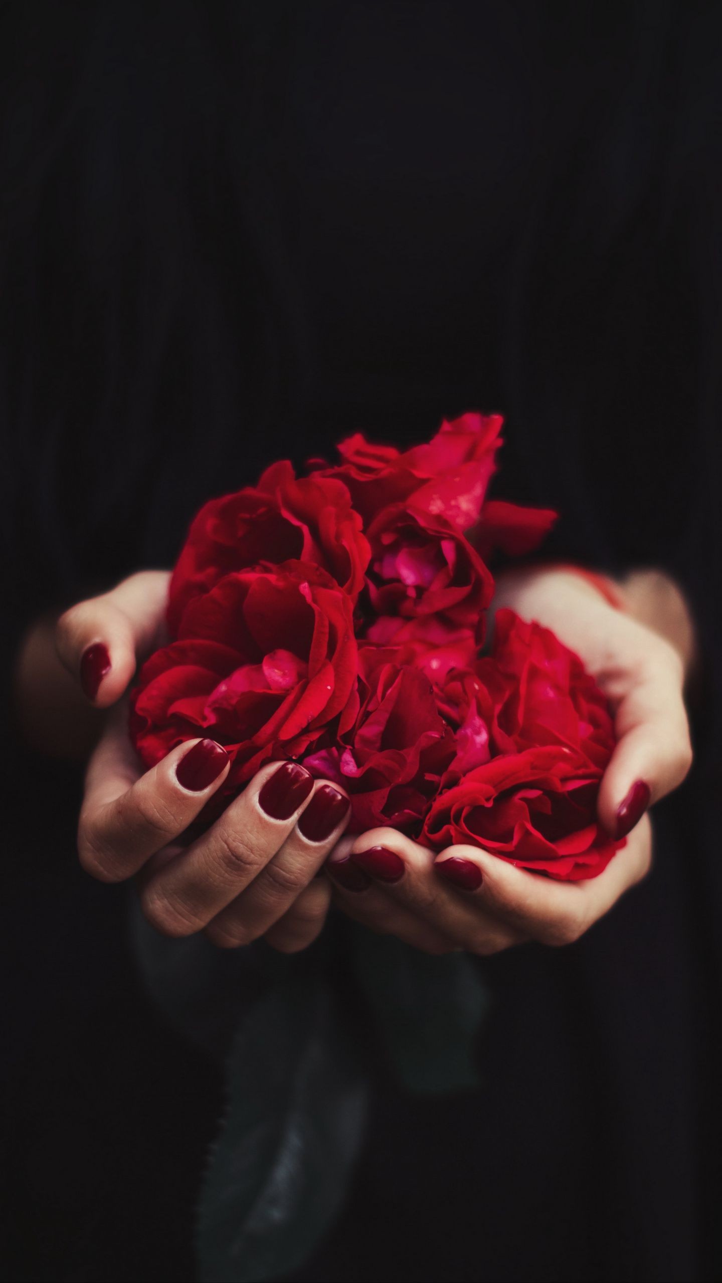 Обои руки, роза, лепестки, красный, маникюр на телефон скачать бесплатно