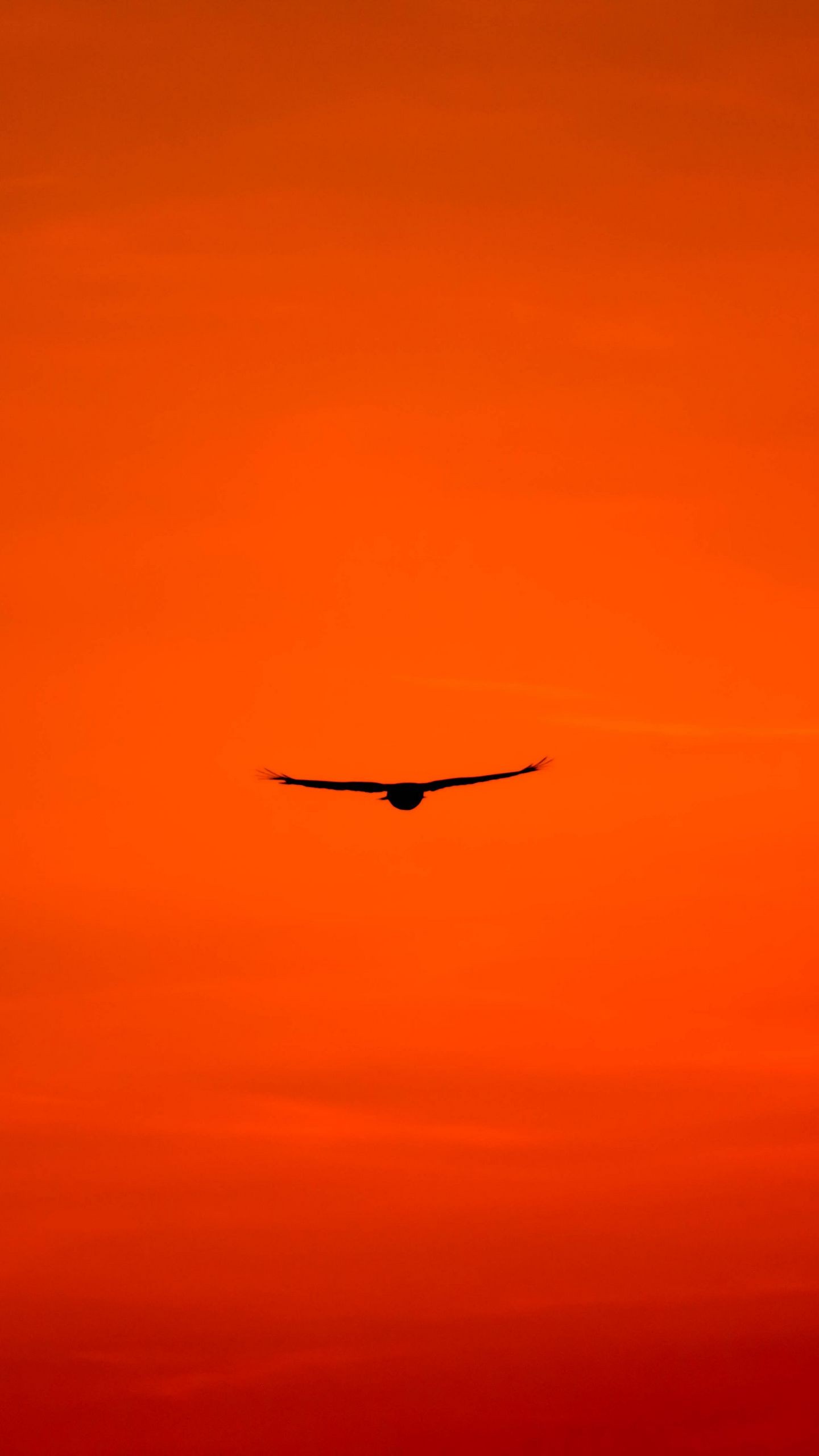 Обои канюк, птица, небо, полет, оранжевый, яркий, крылья, ястреб, хищник на телефон скачать бесплатно