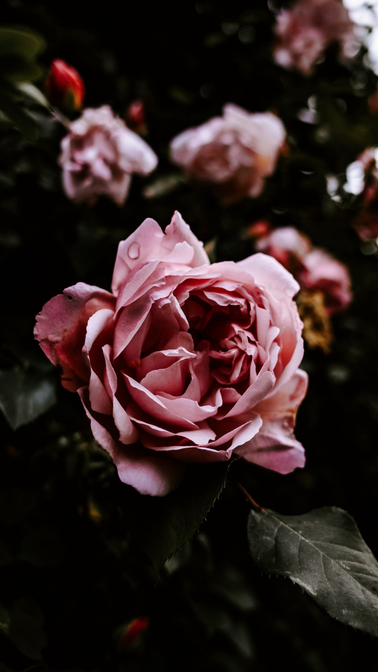 Обои на телефон роза, цветок, розовый, мокрый, крупный план - скачать  бесплатно в высоком качестве из категории Цветы