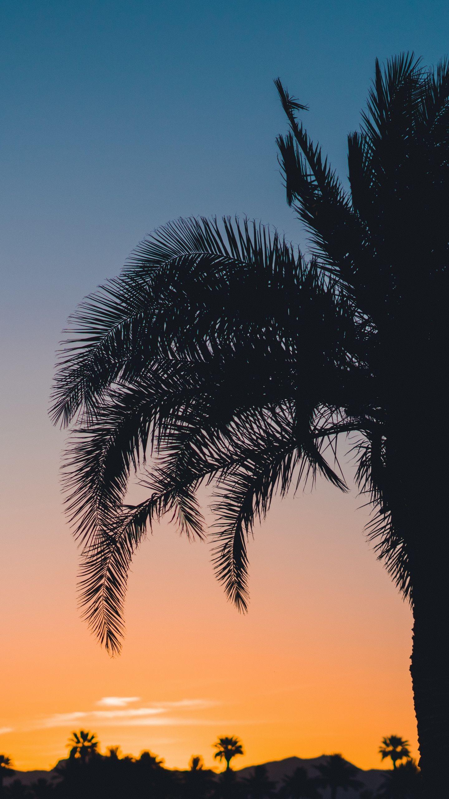 Обои пальма, закат, листья, ветки, небо, тропики на телефон скачать бесплатно