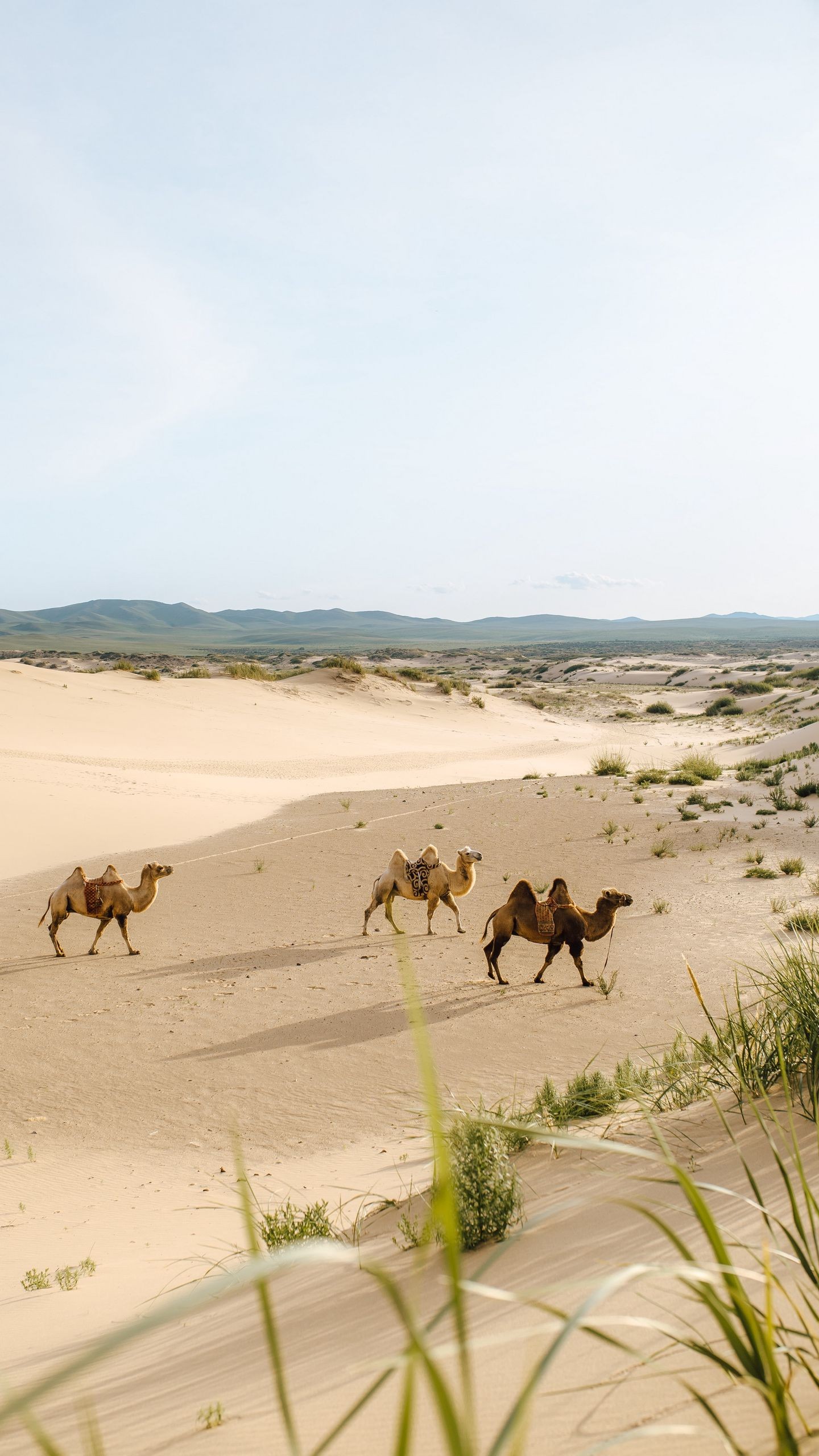 Обои верблюды, пустыня, животные, песок, оазис на телефон скачать бесплатно
