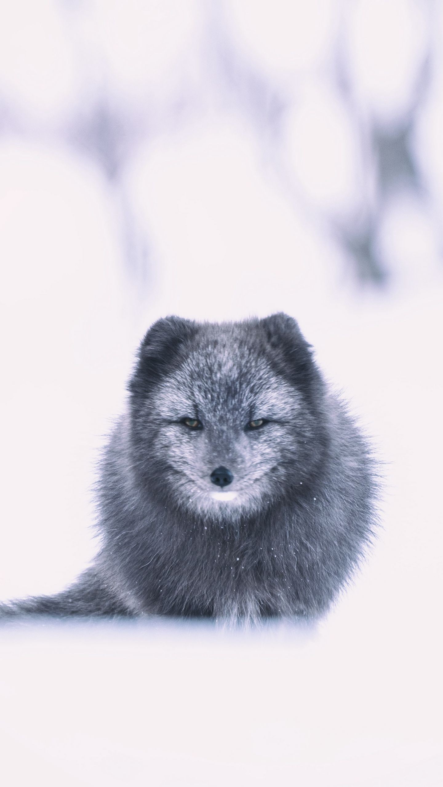 Обои арктическая лиса, лиса, серый, животное, снег на телефон скачать бесплатно