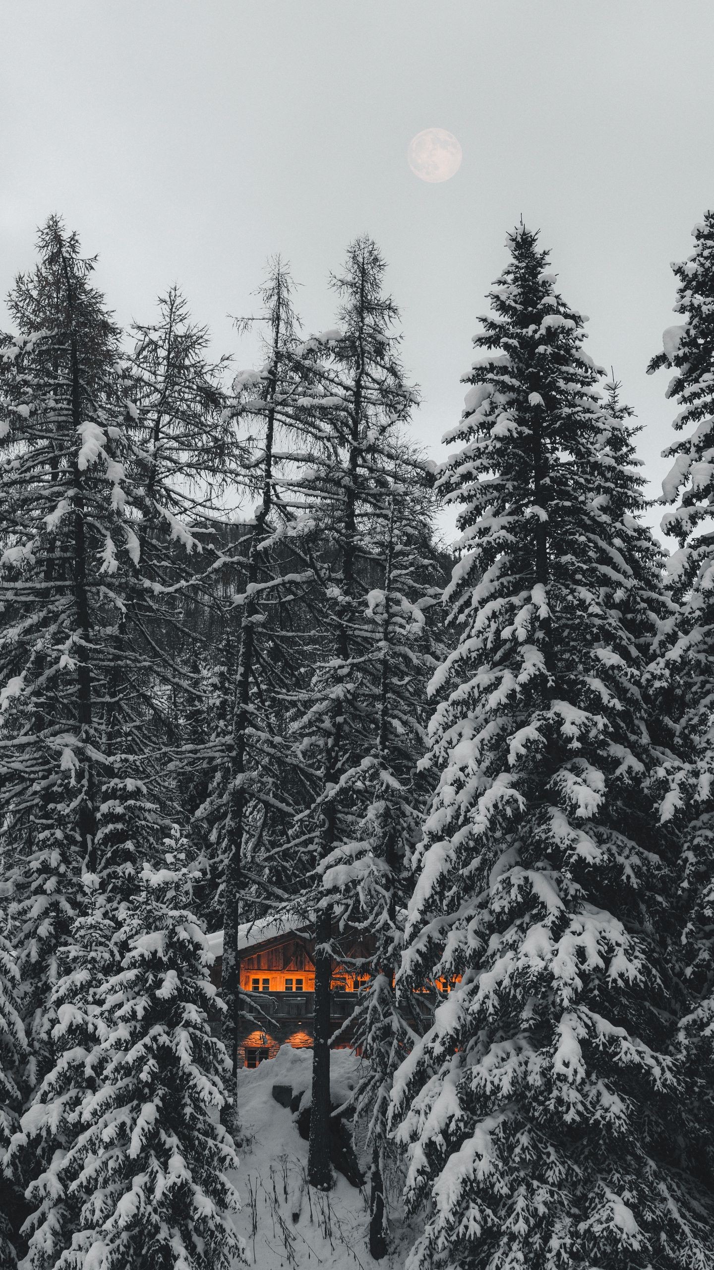 Обои лес, дом, деревья, снег, природа на телефон скачать бесплатно