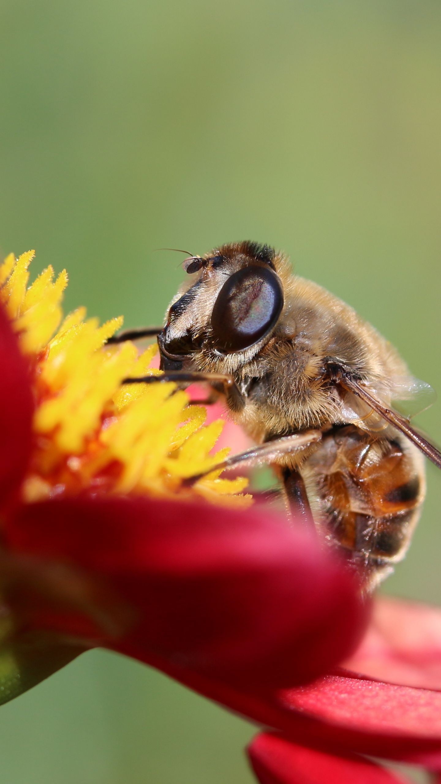 Обои пчела, цветок, лепестки, макро на телефон скачать бесплатно