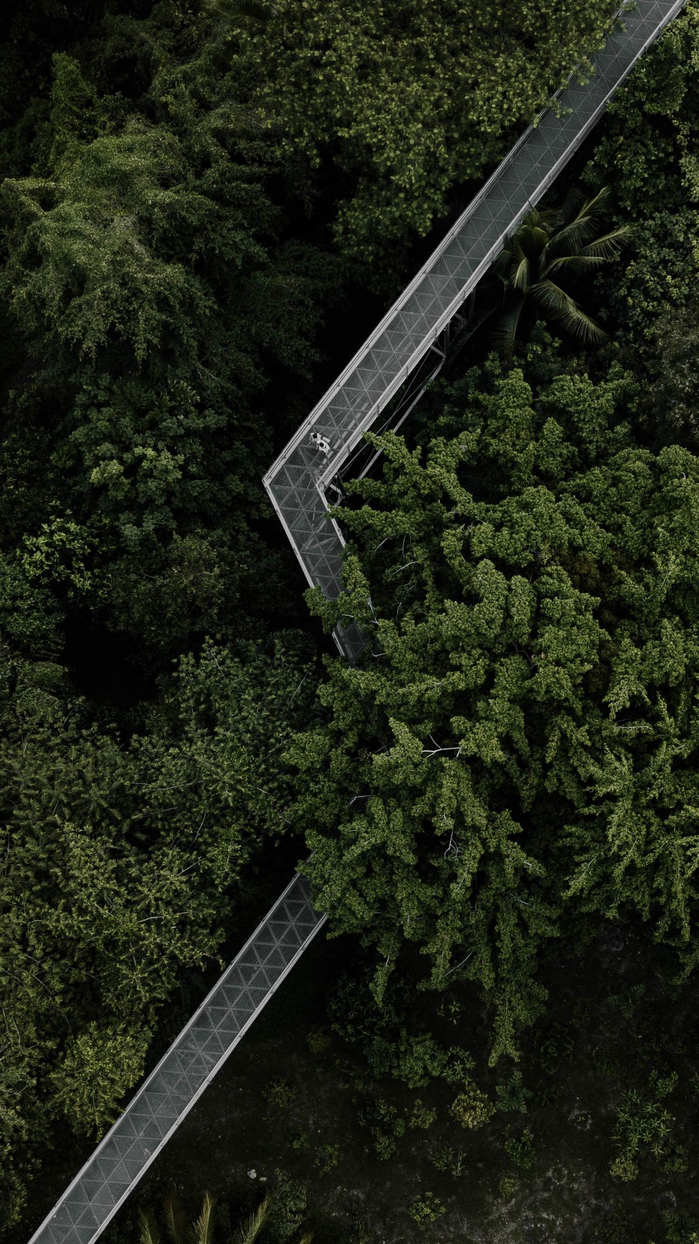 Обои деревья, мост, вид сверху, лес, зеленый на телефон скачать бесплатно