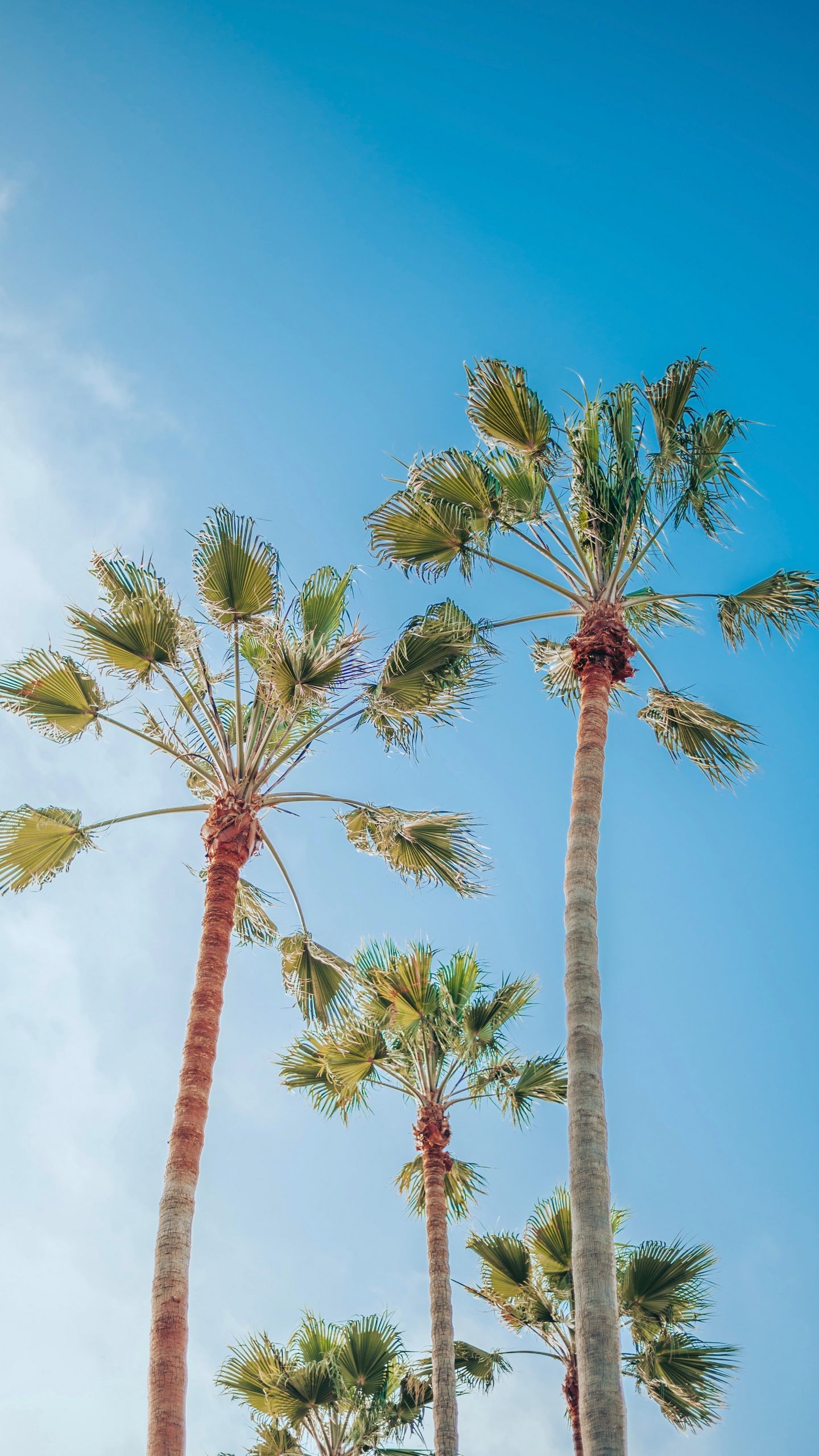 Обои пальмы, небо, тропики, лето на телефон скачать бесплатно